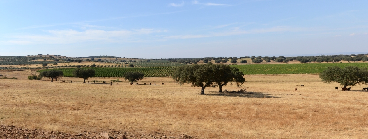 photo-1-alentejo_september_2013-1-fileminimizer