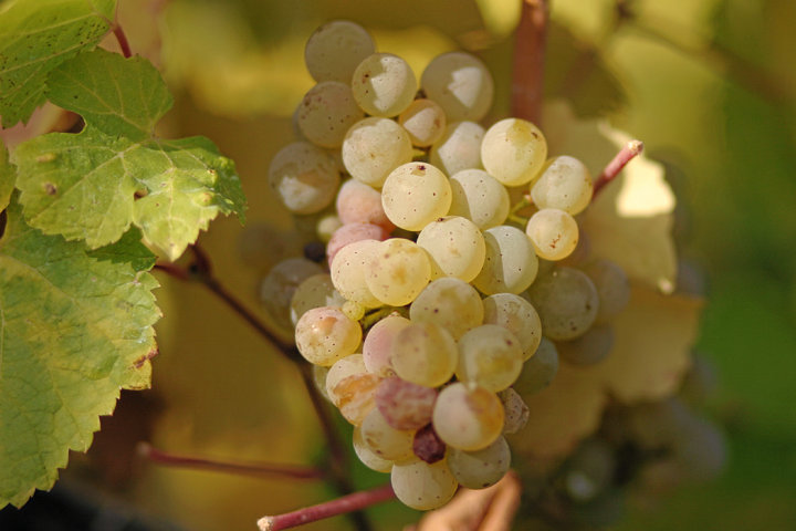 photo-2-riesling_grapes_leaves-fileminimizer