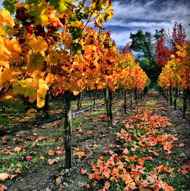 vineyard_in_napa_valley-fileminimizer